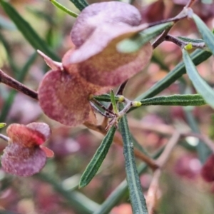 Dodonaea viscosa subsp. angustissima at Mount Majura - 2 Nov 2023