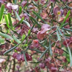 Dodonaea viscosa subsp. angustissima at Mount Majura - 2 Nov 2023 09:34 AM