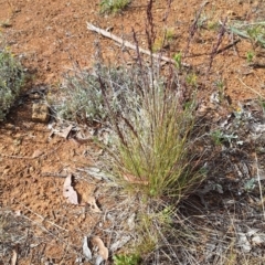 Poa sieberiana var. sieberiana (Snowgrass) at Mount Majura - 1 Nov 2023 by JenniM