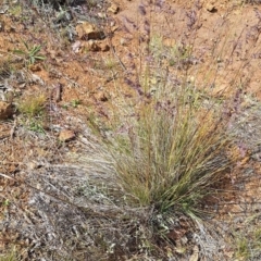 Poa sieberiana var. sieberiana at Mount Majura - 2 Nov 2023 09:51 AM