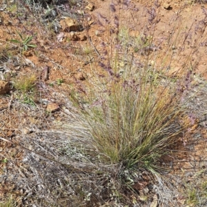 Poa sieberiana var. sieberiana at Mount Majura - 2 Nov 2023