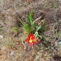 Sparaxis tricolor (Sparaxis, Harlequin Flower) at Mount Majura - 16 Oct 2023 by JenniM