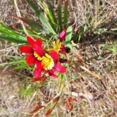 Sparaxis tricolor at Mount Majura - 16 Oct 2023