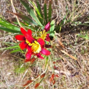 Sparaxis tricolor at Mount Majura - 16 Oct 2023 03:06 PM