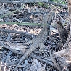 Pogona barbata (Eastern Bearded Dragon) at Hackett, ACT - 9 Oct 2023 by JenniM