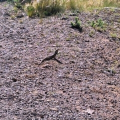 Pogona barbata at Mount Majura - 9 Oct 2023