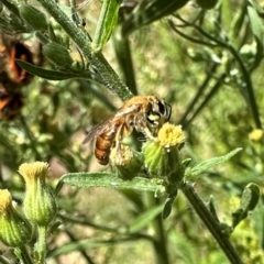 Lasioglossum (Parasphecodes) bryotrichum at Uriarra Village, ACT - 5 Mar 2024 by Pirom