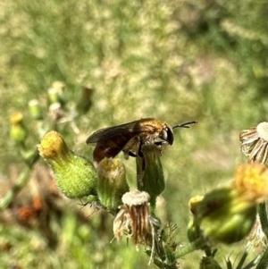 Lasioglossum (Parasphecodes) bryotrichum at Bullen Range - 5 Mar 2024 12:37 PM