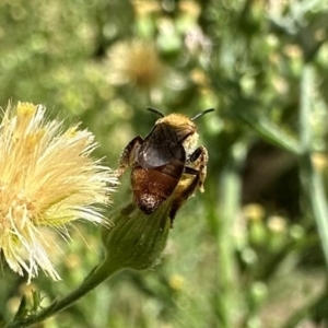 Lasioglossum (Parasphecodes) bryotrichum at Bullen Range - 5 Mar 2024 12:37 PM