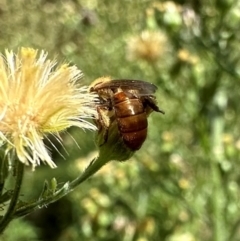 Lasioglossum (Parasphecodes) bryotrichum at Bullen Range - 5 Mar 2024 12:37 PM