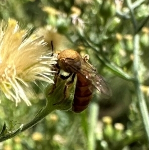 Lasioglossum (Parasphecodes) bryotrichum at Bullen Range - 5 Mar 2024 12:37 PM