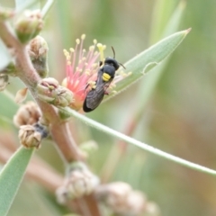 Hylaeus (Euprosopoides) rotundiceps (Hylaeine colletid bee) at Hall, ACT - 5 Mar 2024 by Anna123