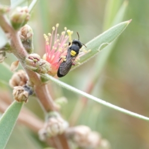 Hylaeus (Euprosopoides) rotundiceps at Hall, ACT - 6 Mar 2024 10:31 AM