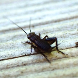 Bobilla sp. (genus) at Cook, ACT - 4 Mar 2024