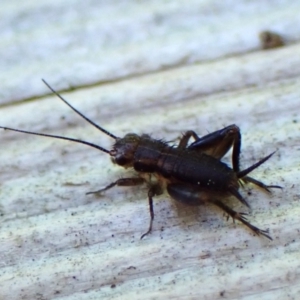 Bobilla sp. (genus) at Cook, ACT - 4 Mar 2024