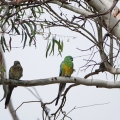Psephotus haematonotus (Red-rumped Parrot) at Hall, ACT - 5 Mar 2024 by Anna123