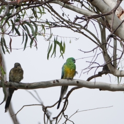 Psephotus haematonotus (Red-rumped Parrot) at Hall, ACT - 6 Mar 2024 by Anna123