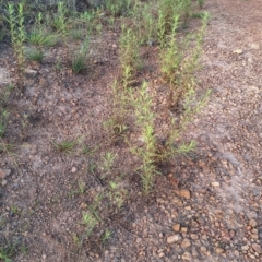 Dittrichia graveolens (Stinkwort) at Mount Ainslie - 5 Mar 2024 by JenniM