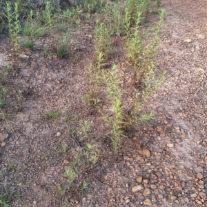 Dittrichia graveolens at Mount Ainslie - 6 Mar 2024 07:59 AM