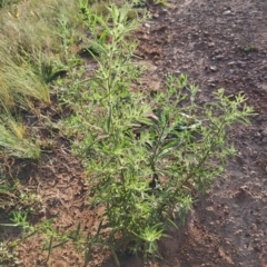 Dittrichia graveolens at Mount Ainslie - 6 Mar 2024