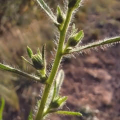 Dittrichia graveolens at Mount Ainslie - 6 Mar 2024 07:59 AM