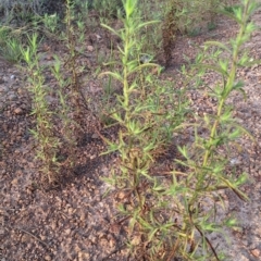 Dittrichia graveolens at Mount Ainslie - 6 Mar 2024 07:59 AM