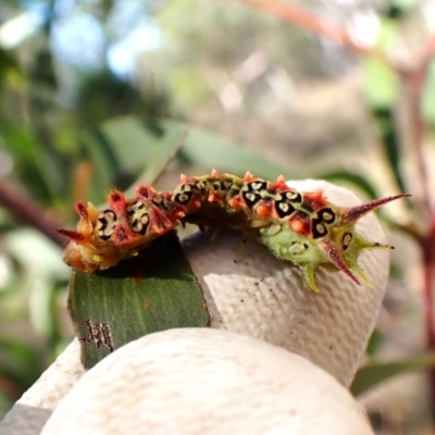 Doratifera quadriguttata (Four-spotted Cup Moth) at Cook, ACT - 2 Mar 2024 by CathB