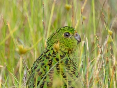 Pezoporus wallicus (Ground Parrot) at Beecroft Peninsula, NSW - 3 Mar 2024 by JHurrell