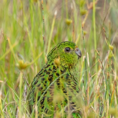 Pezoporus wallicus (Ground Parrot) at Beecroft Peninsula, NSW - 3 Mar 2024 by JHurrell