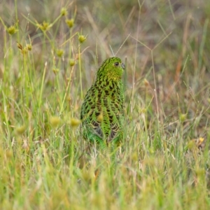 Pezoporus wallicus at Beecroft Peninsula, NSW - 3 Mar 2024