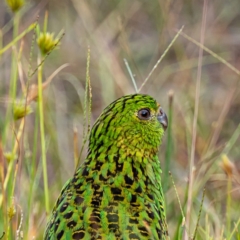 Pezoporus wallicus at Beecroft Peninsula, NSW - 3 Mar 2024