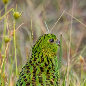 Pezoporus wallicus at Beecroft Peninsula, NSW - suppressed