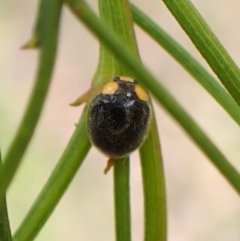 Apolinus lividigaster (Yellow Shouldered Ladybird) at Aranda Bushland - 27 Feb 2024 by CathB