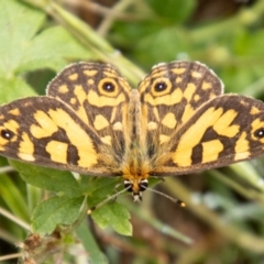 Oreixenica lathoniella (Silver Xenica) at Namadgi National Park - 20 Feb 2024 by SWishart