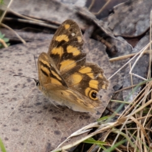 Heteronympha solandri at Namadgi National Park - 21 Feb 2024