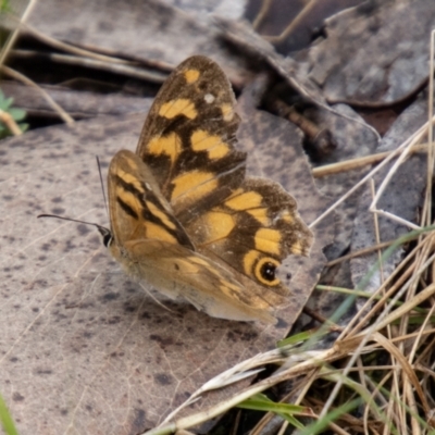 Heteronympha solandri (Solander's Brown) at Namadgi National Park - 21 Feb 2024 by SWishart