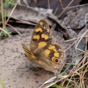 Heteronympha solandri at Namadgi National Park - 21 Feb 2024