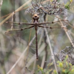 Telephlebia brevicauda (Southern Evening Darner) at Cotter River, ACT - 20 Feb 2024 by SWishart