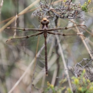 Telephlebia brevicauda at Namadgi National Park - 21 Feb 2024 10:54 AM