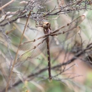 Telephlebia brevicauda at Namadgi National Park - 21 Feb 2024 10:54 AM