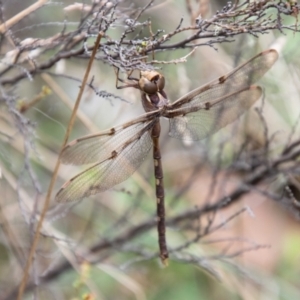 Telephlebia brevicauda at Namadgi National Park - 21 Feb 2024
