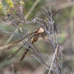 Telephlebia brevicauda at Namadgi National Park - 21 Feb 2024 10:54 AM