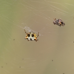 Austracantha minax at Mulligans Flat - 6 Mar 2024 11:10 AM