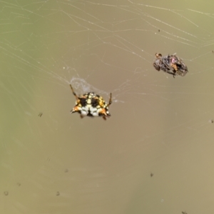 Austracantha minax at Mulligans Flat - 6 Mar 2024 11:10 AM