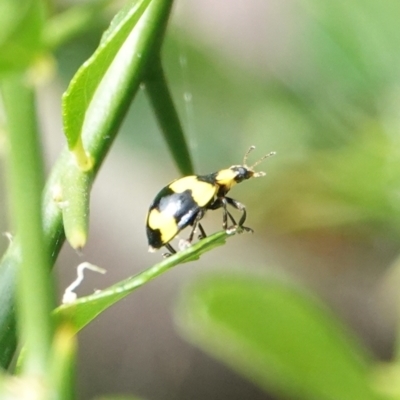 Illeis galbula (Fungus-eating Ladybird) at Hall, ACT - 6 Mar 2024 by Anna123