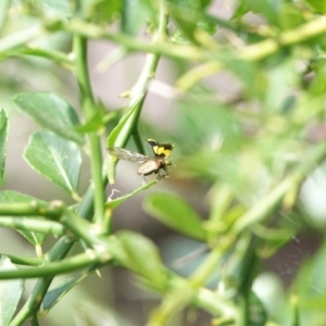 Illeis galbula at Hall, ACT - 6 Mar 2024 10:14 AM