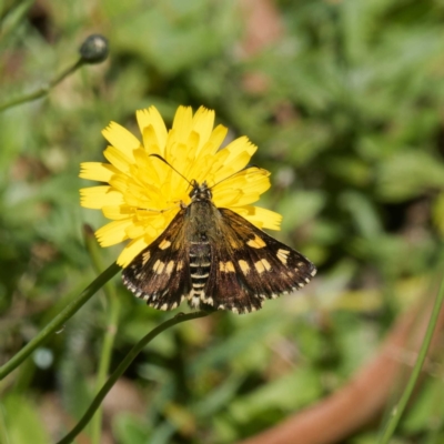 Hesperilla munionga (Alpine Sedge-Skipper) at QPRC LGA - 5 Mar 2024 by DPRees125