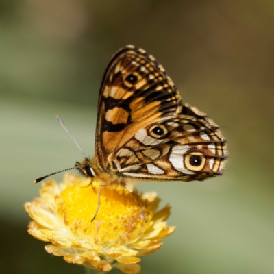 Oreixenica lathoniella (Silver Xenica) at Captains Flat, NSW - 5 Mar 2024 by DPRees125