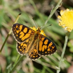 Oreixenica lathoniella at QPRC LGA - 5 Mar 2024