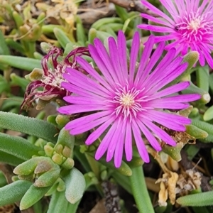 Lampranthus multiradiatus at Mount Taylor - 6 Mar 2024